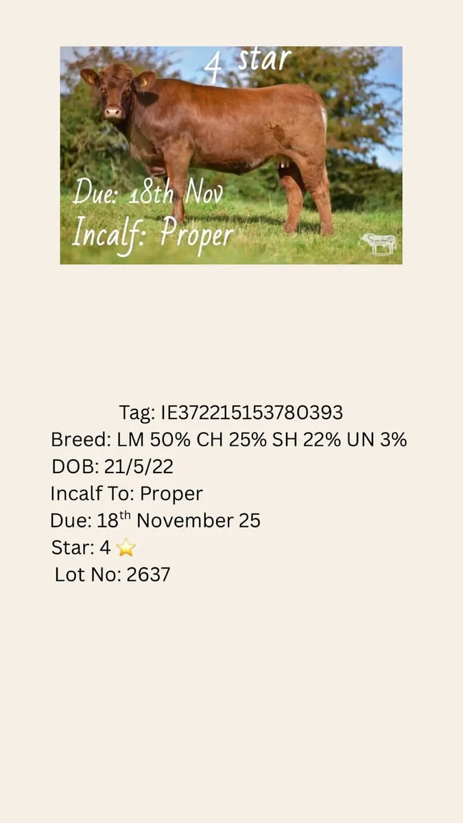Henrys Incalfs Lot No 2634 to 2635 - Image 4