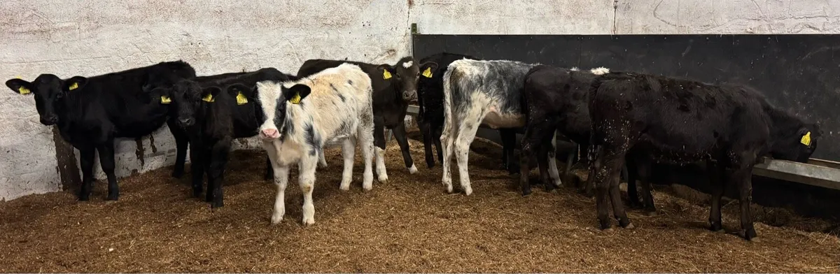 Reared Heifers - Image 2