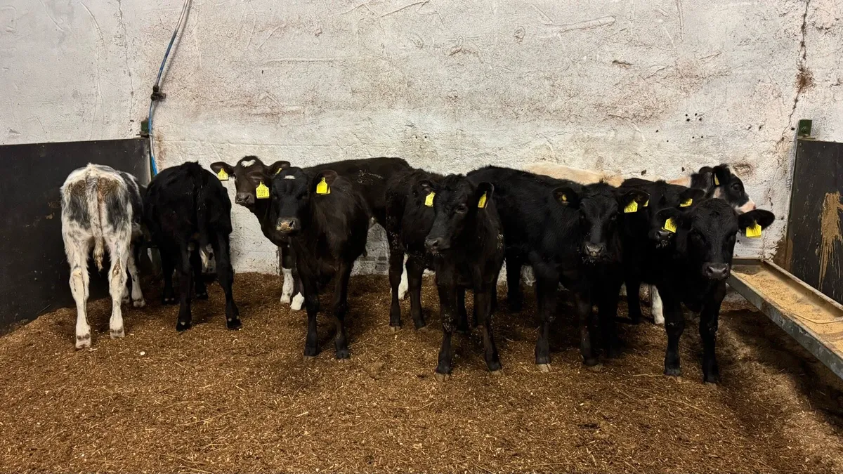 Reared Heifers - Image 1