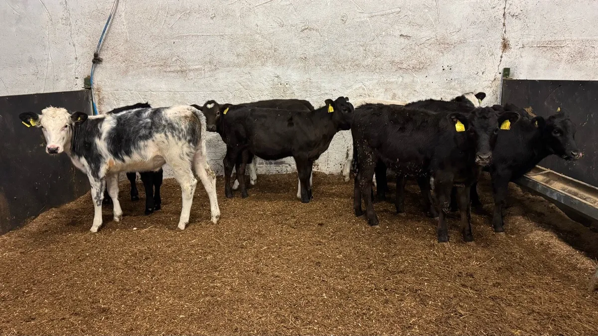 Reared Heifers - Image 3