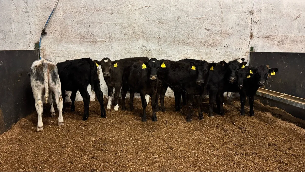 Reared Heifers - Image 4