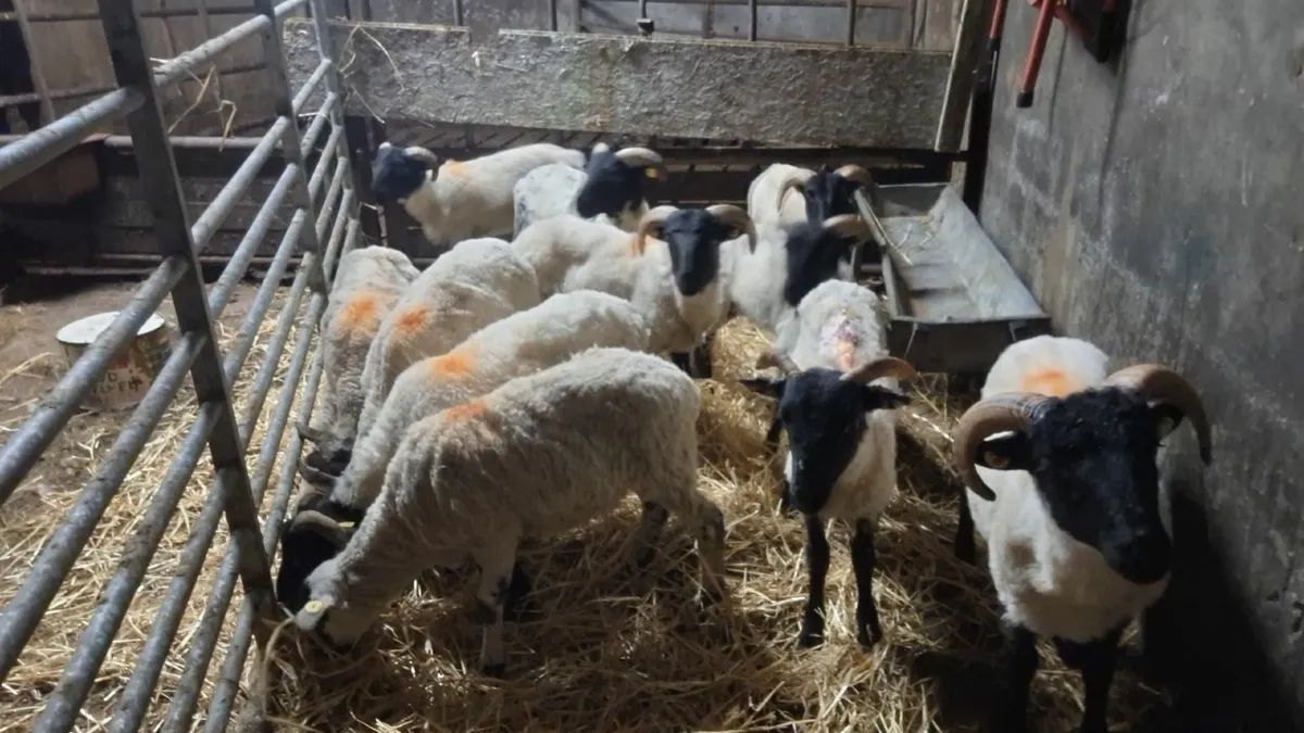 11 mixed lambs - Image 3