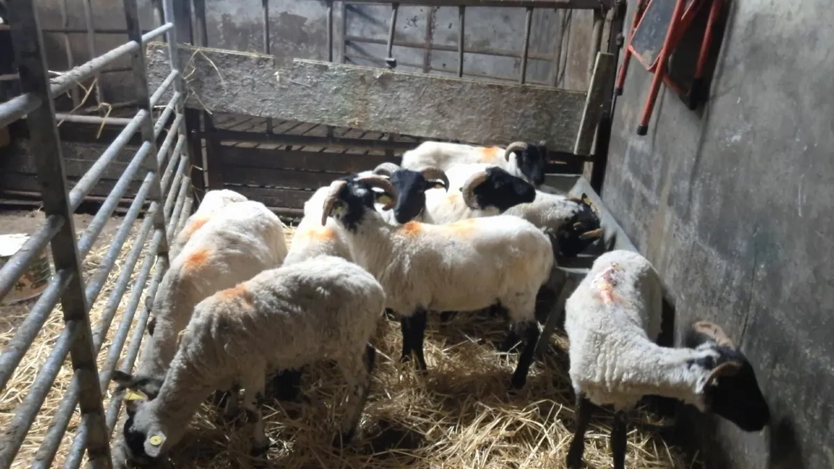 11 mixed lambs - Image 4