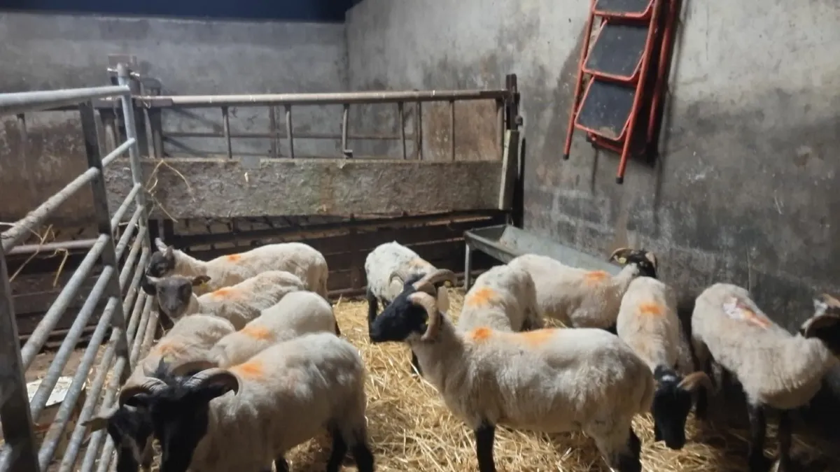 11 mixed lambs - Image 1