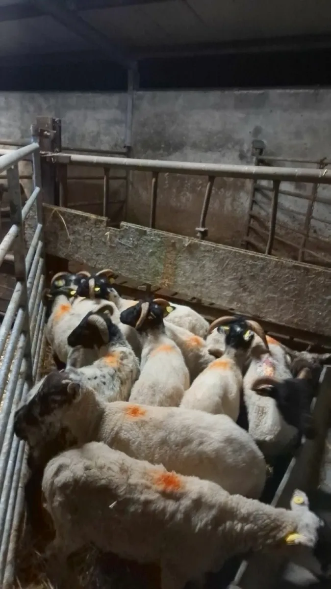 11 mixed lambs - Image 2