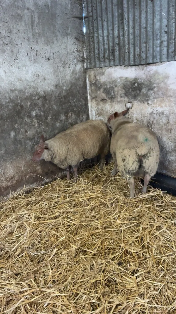 Rouge ram lambs - Image 1