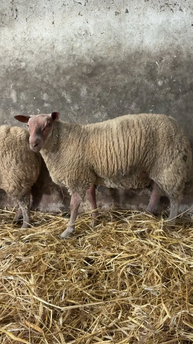 Rouge ram lambs - Image 2
