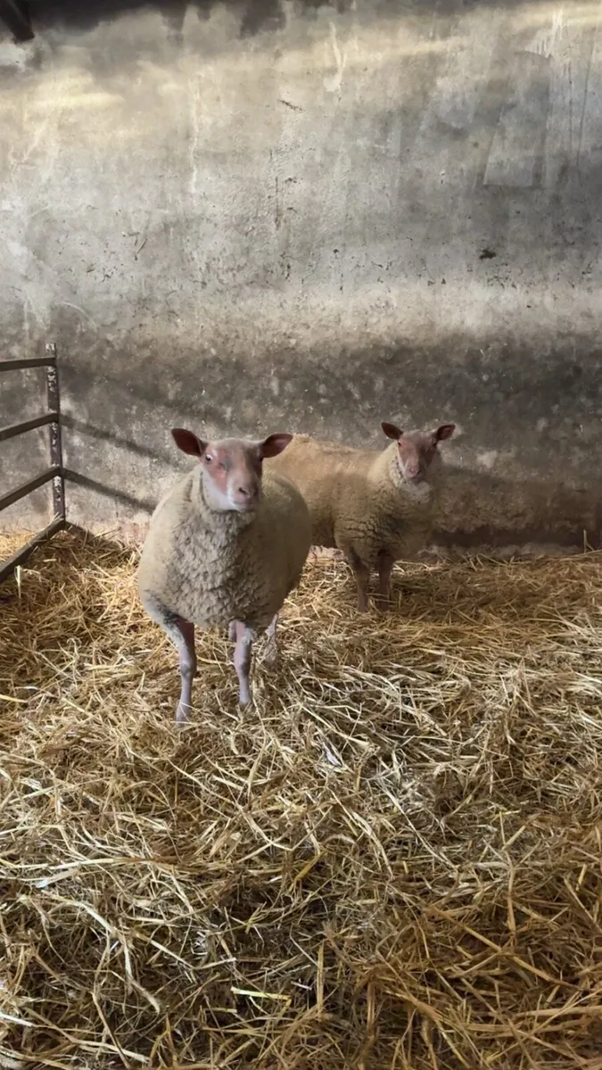 Rouge ram lambs - Image 3