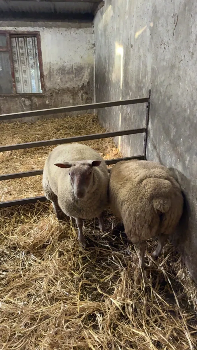 Rouge ram lambs - Image 4