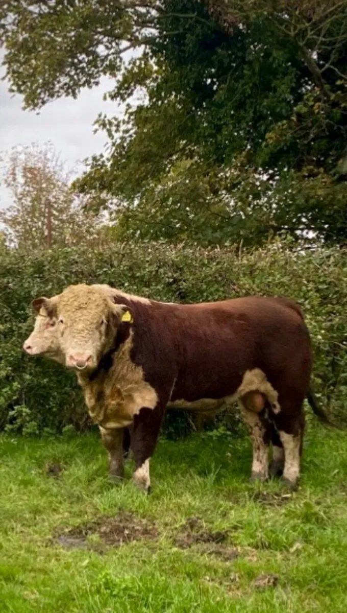 Pedigree Hereford bulls - Image 4
