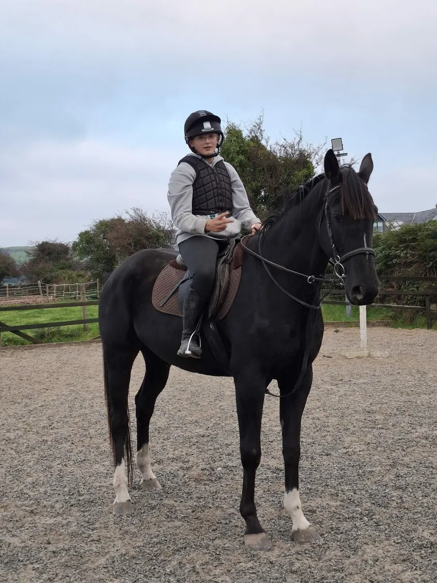 Clysdale cross 4yr old mare 16.1 - Image 1