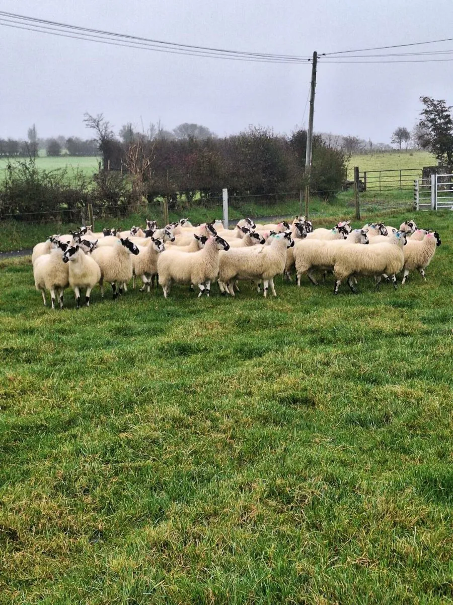 Mule hoggets - Image 1