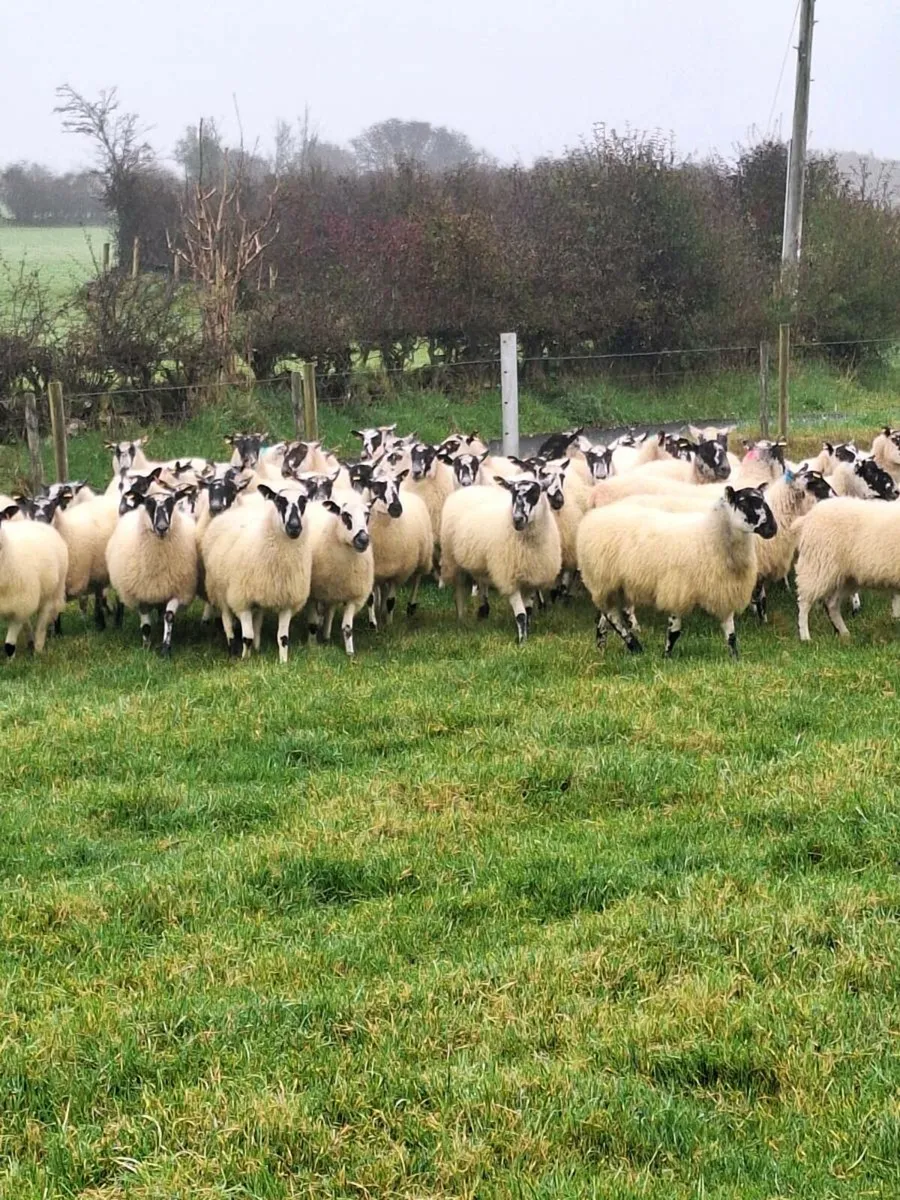Mule hoggets - Image 2