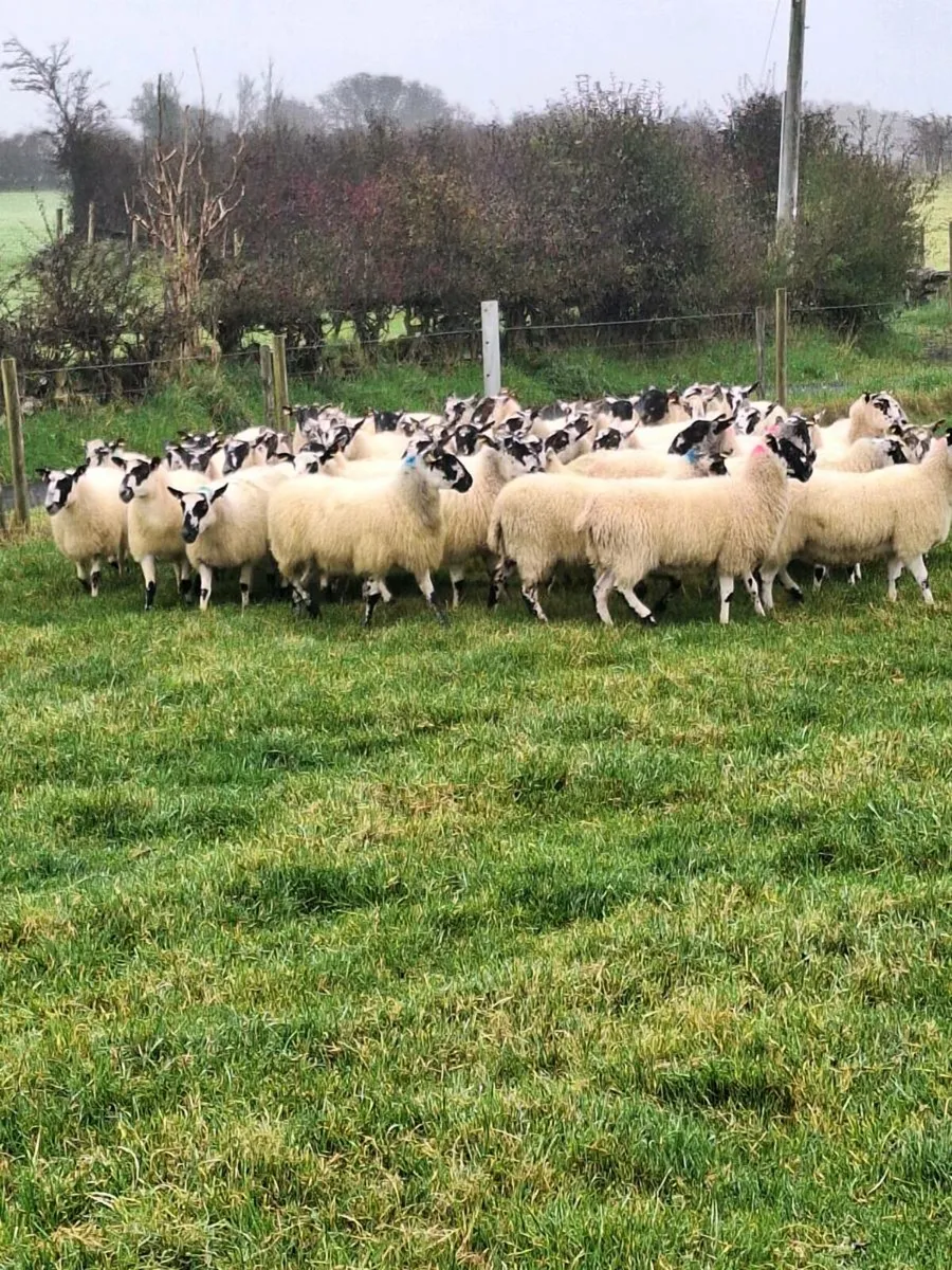 Mule hoggets - Image 3