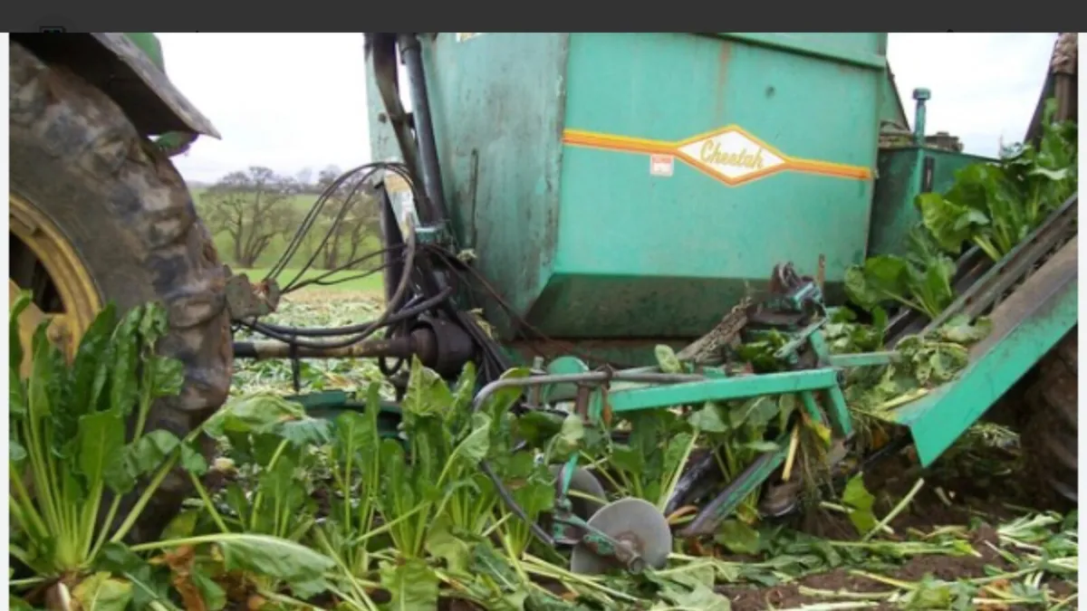 Fodder Beet - Image 1
