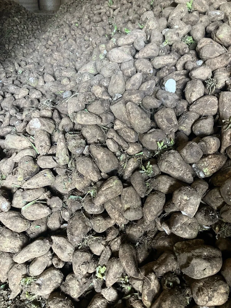 Fodder Beet - Image 2