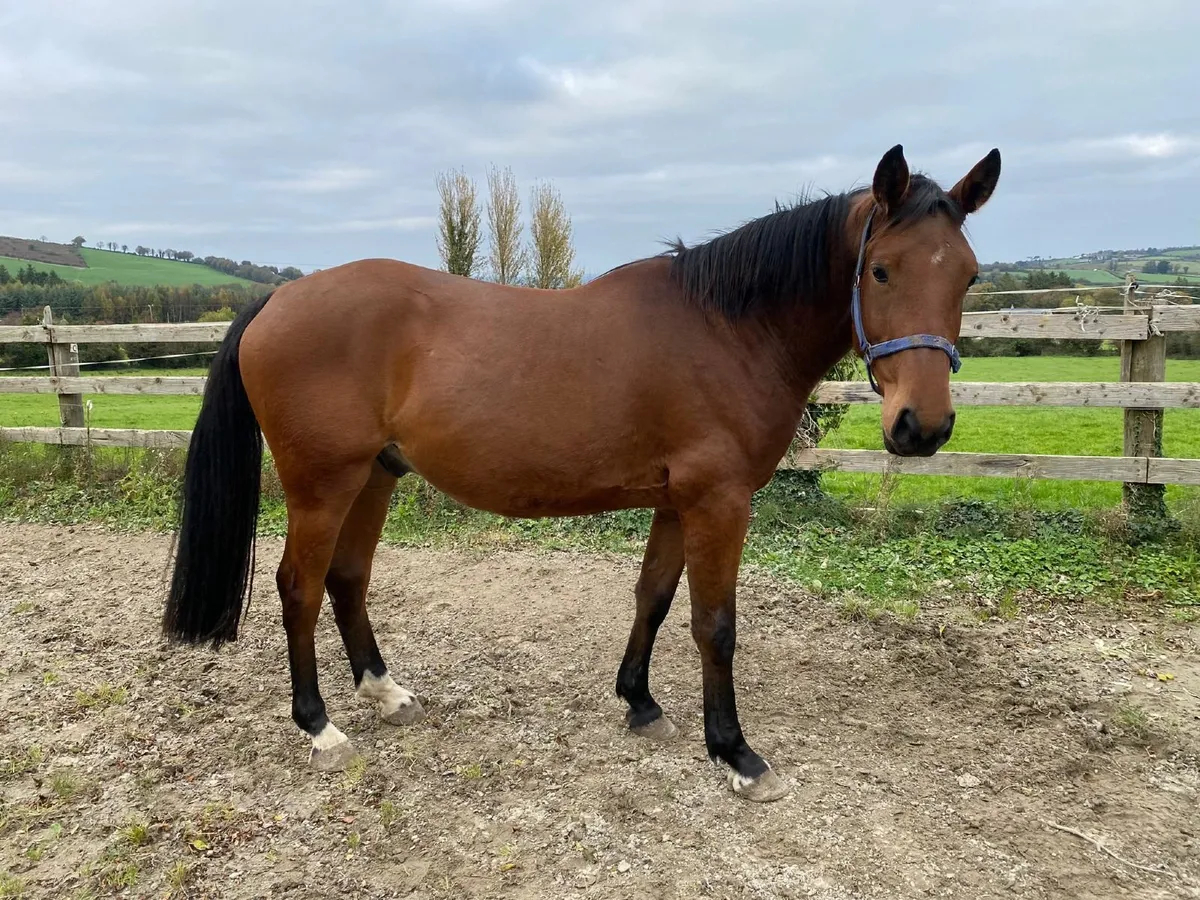 3 year old Bay Gelding - Image 1