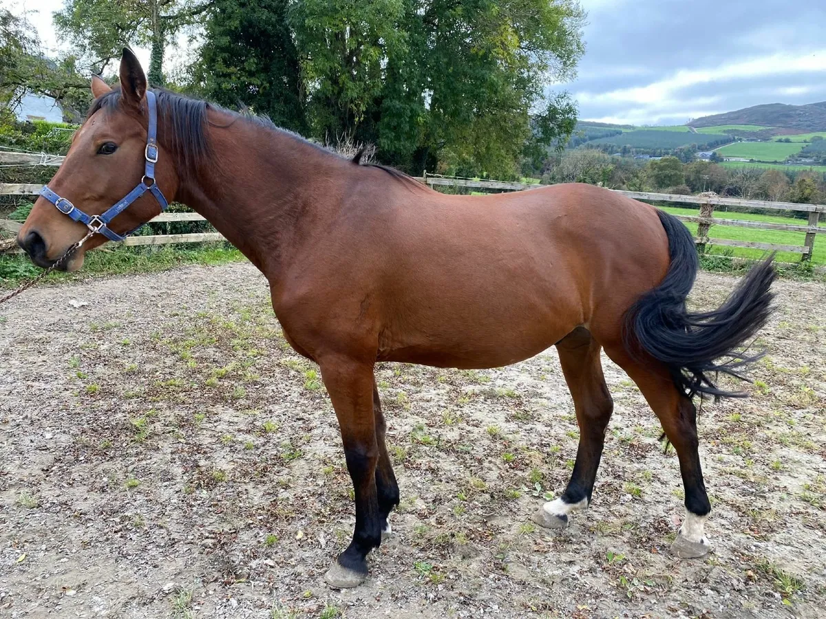 3 year old Bay Gelding - Image 3