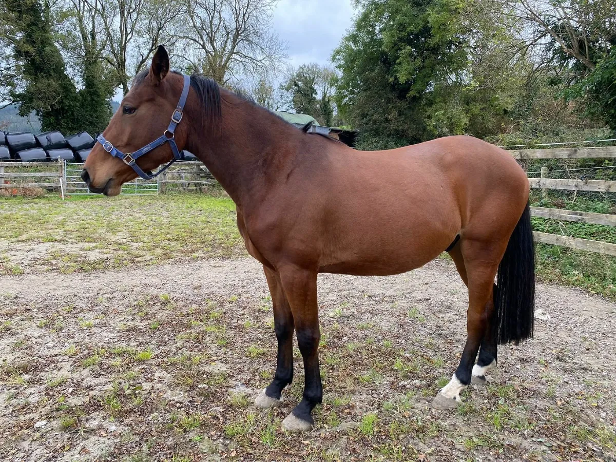 3 year old Bay Gelding - Image 4