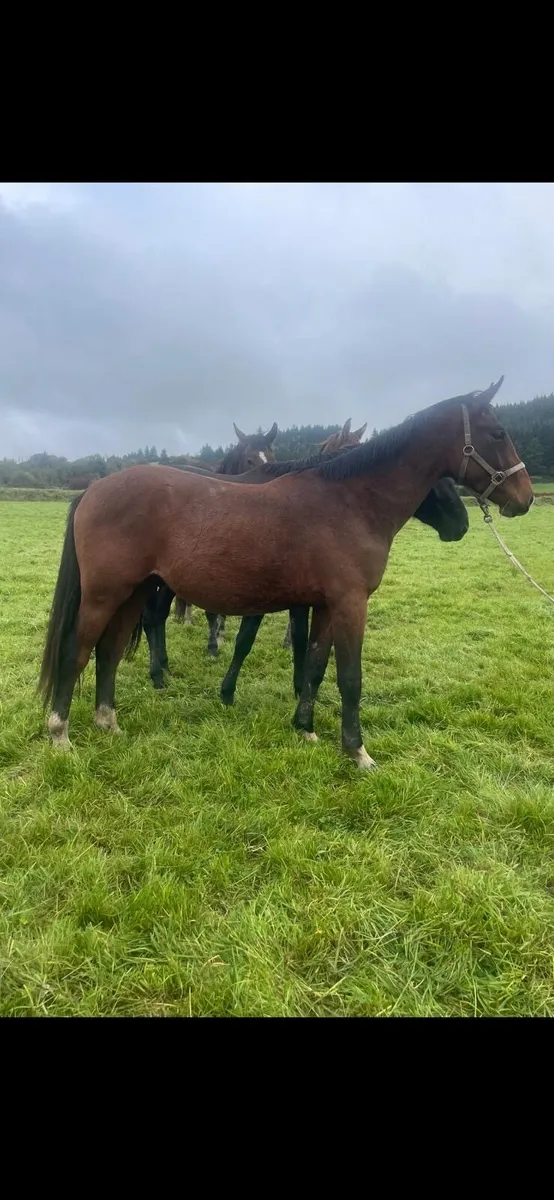 Sweet half bred horse - Image 1