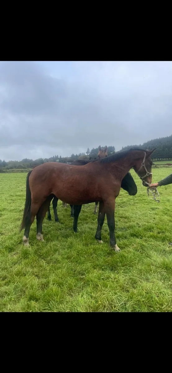 Sweet half bred horse - Image 2
