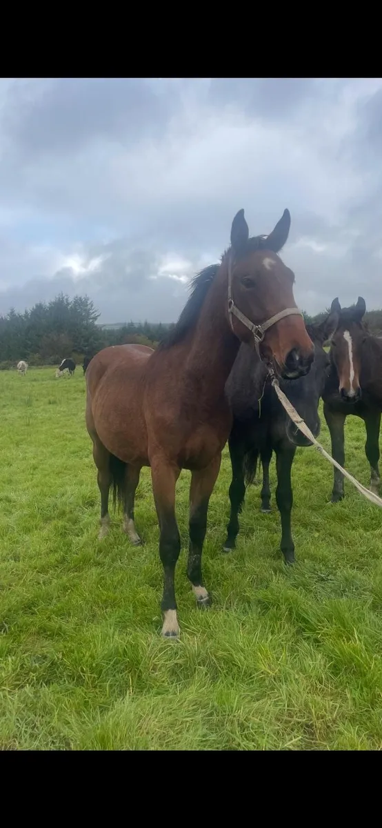 Sweet half bred horse - Image 4