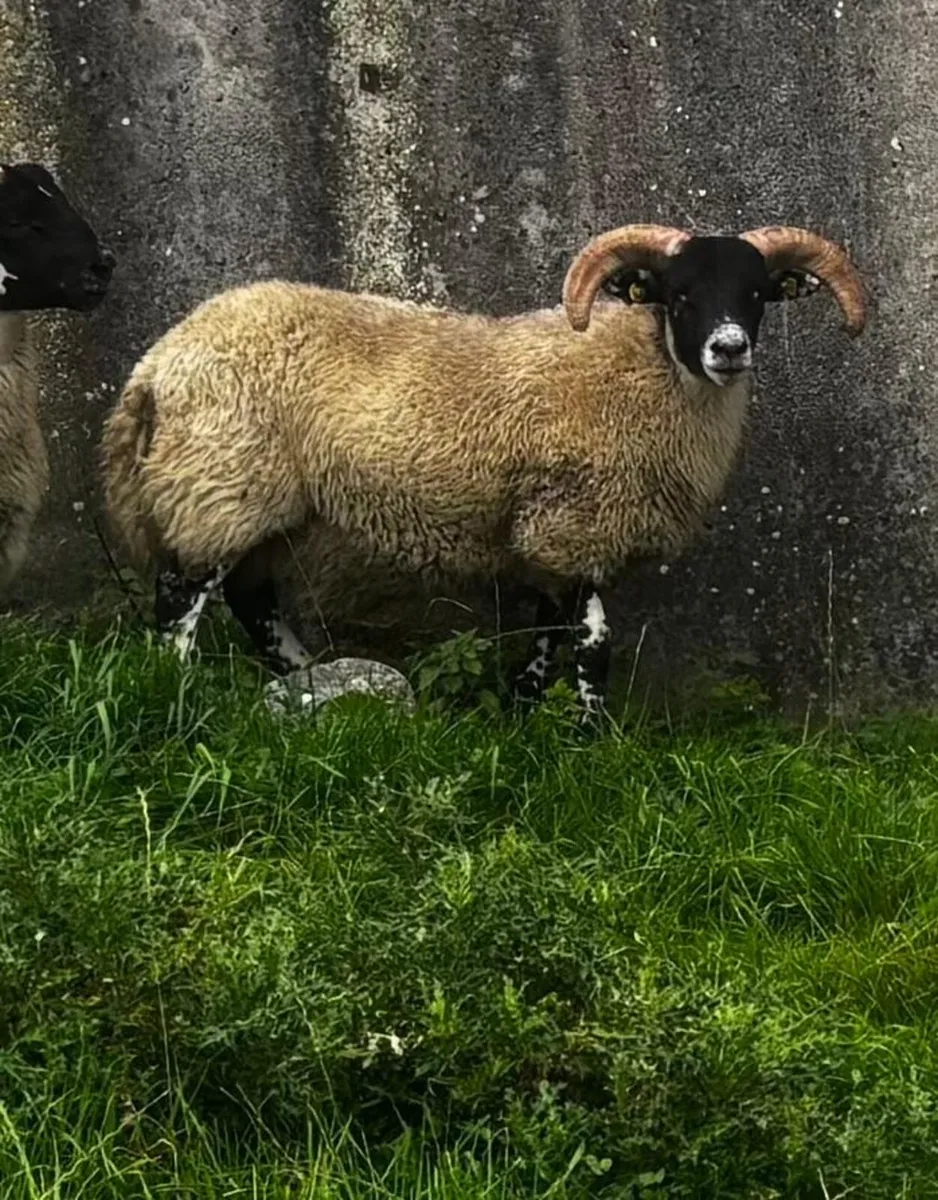 SIS Hill Lanark Rams - Image 1