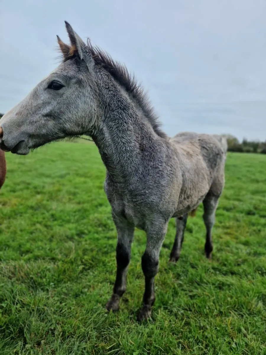 Colt Foal Irish Draught - Image 1