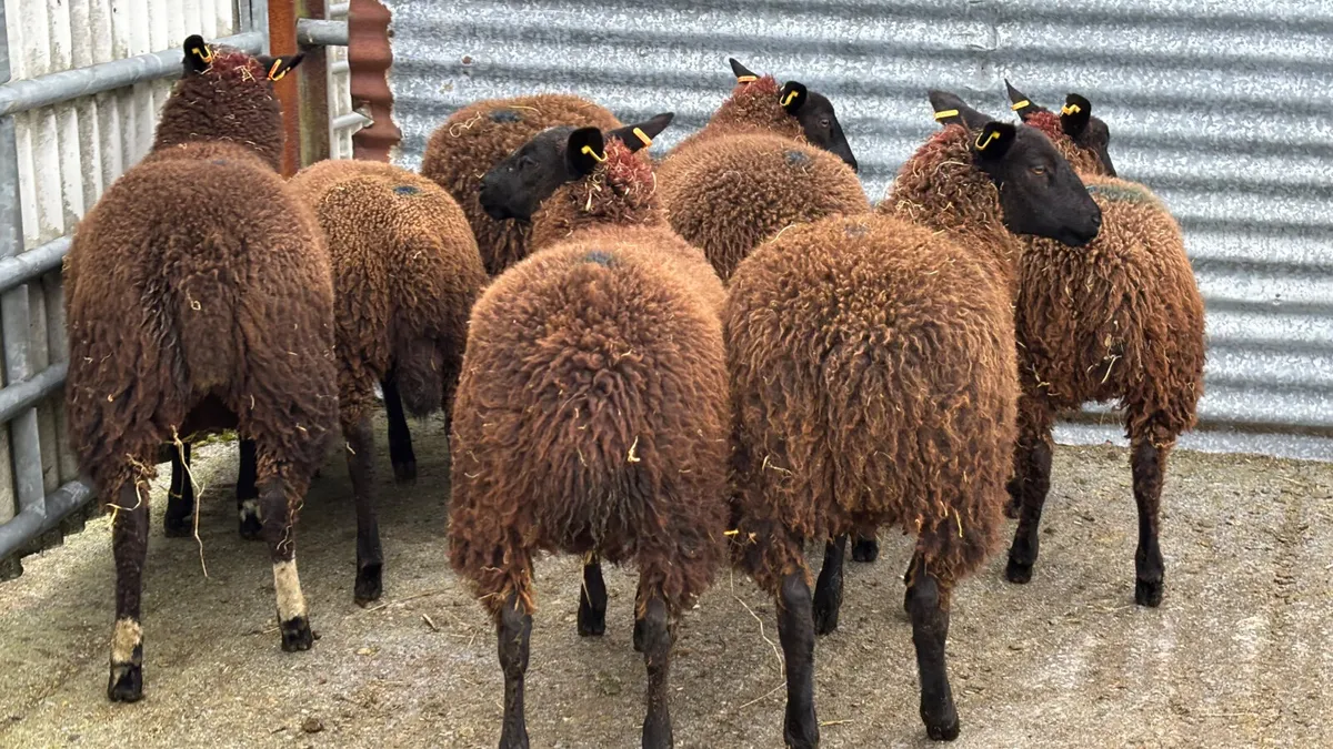 8 Zwartbles X Ewe Lambs - Image 4
