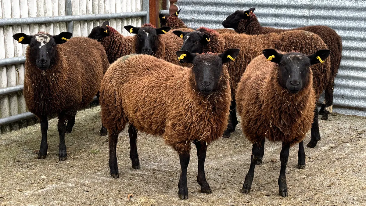 8 Zwartbles X Ewe Lambs - Image 3