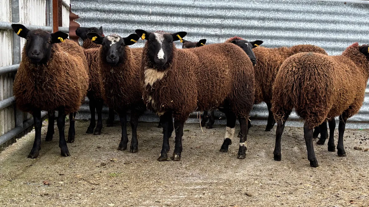 8 Zwartbles X Ewe Lambs - Image 1