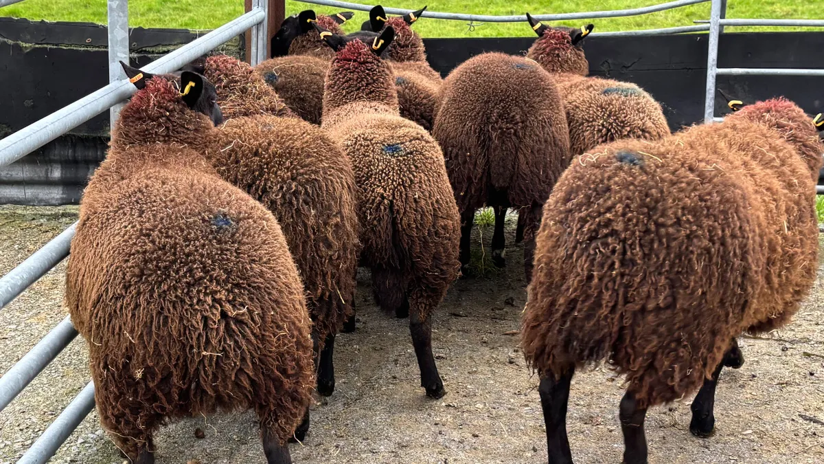 8 Zwartbles X Ewe Lambs - Image 2