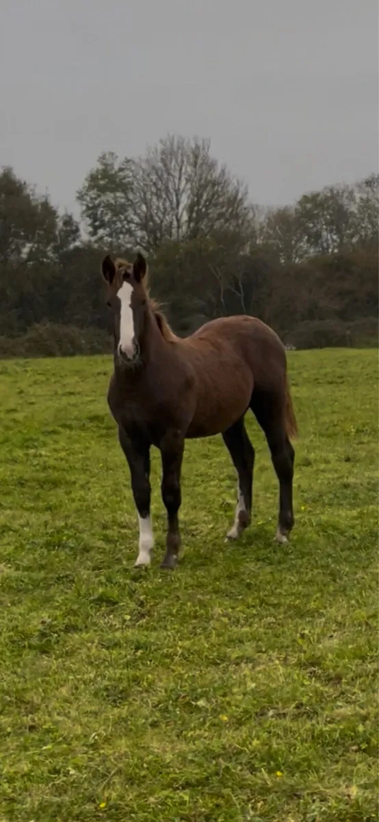 Irish Draught fo - Image 2