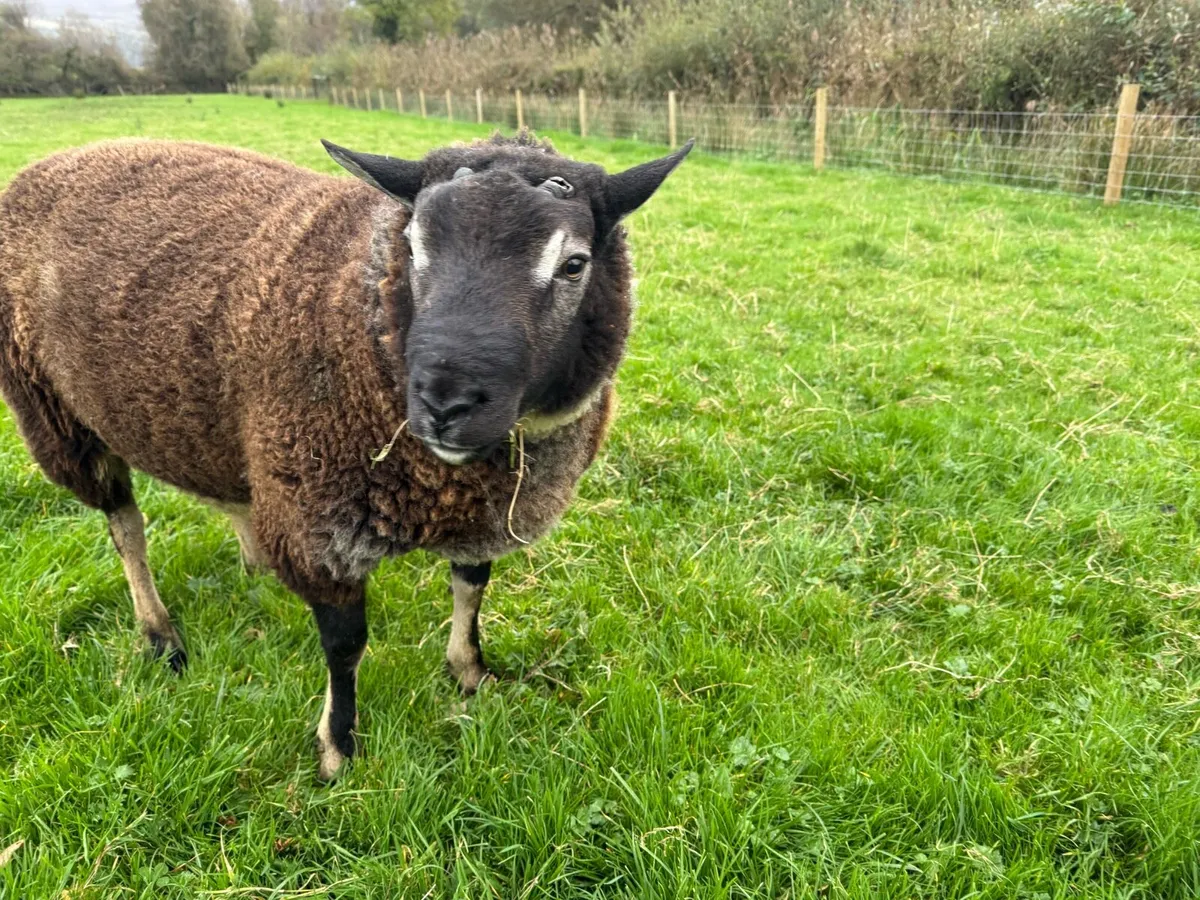 Badger face Texel hogget. - Image 4