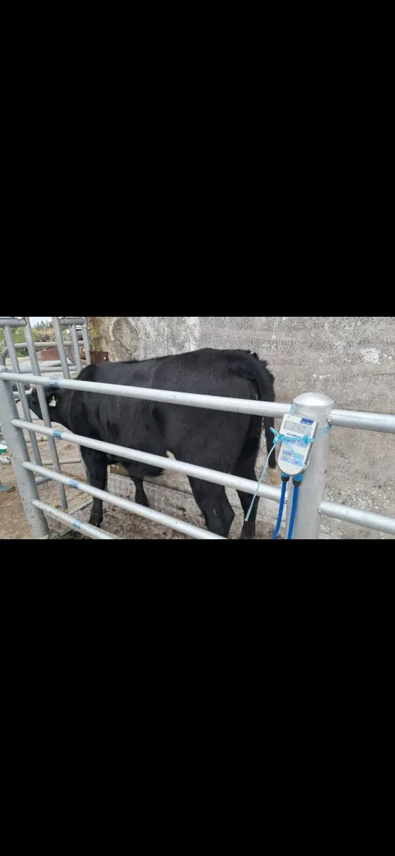 Heifers - Image 1