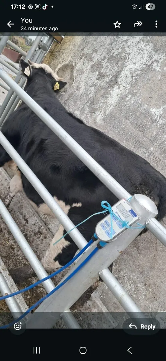 Heifers - Image 2