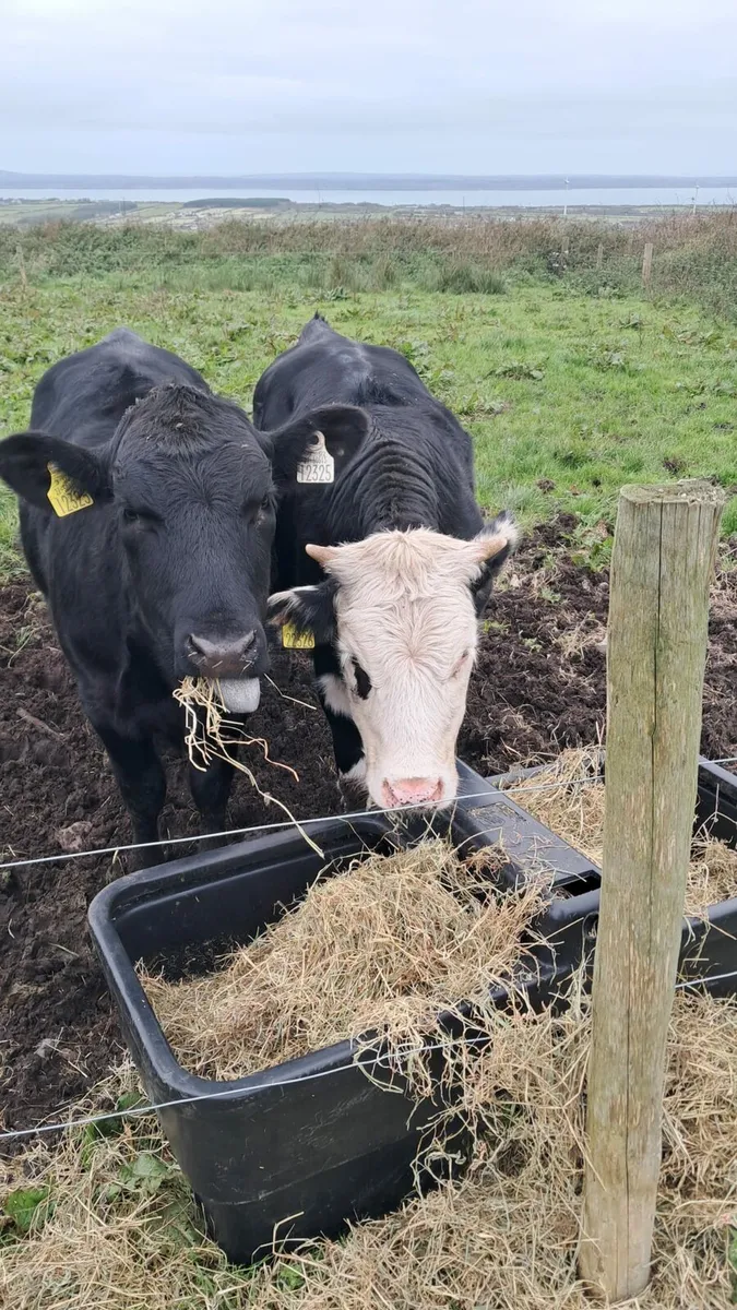 Heifers - Image 3