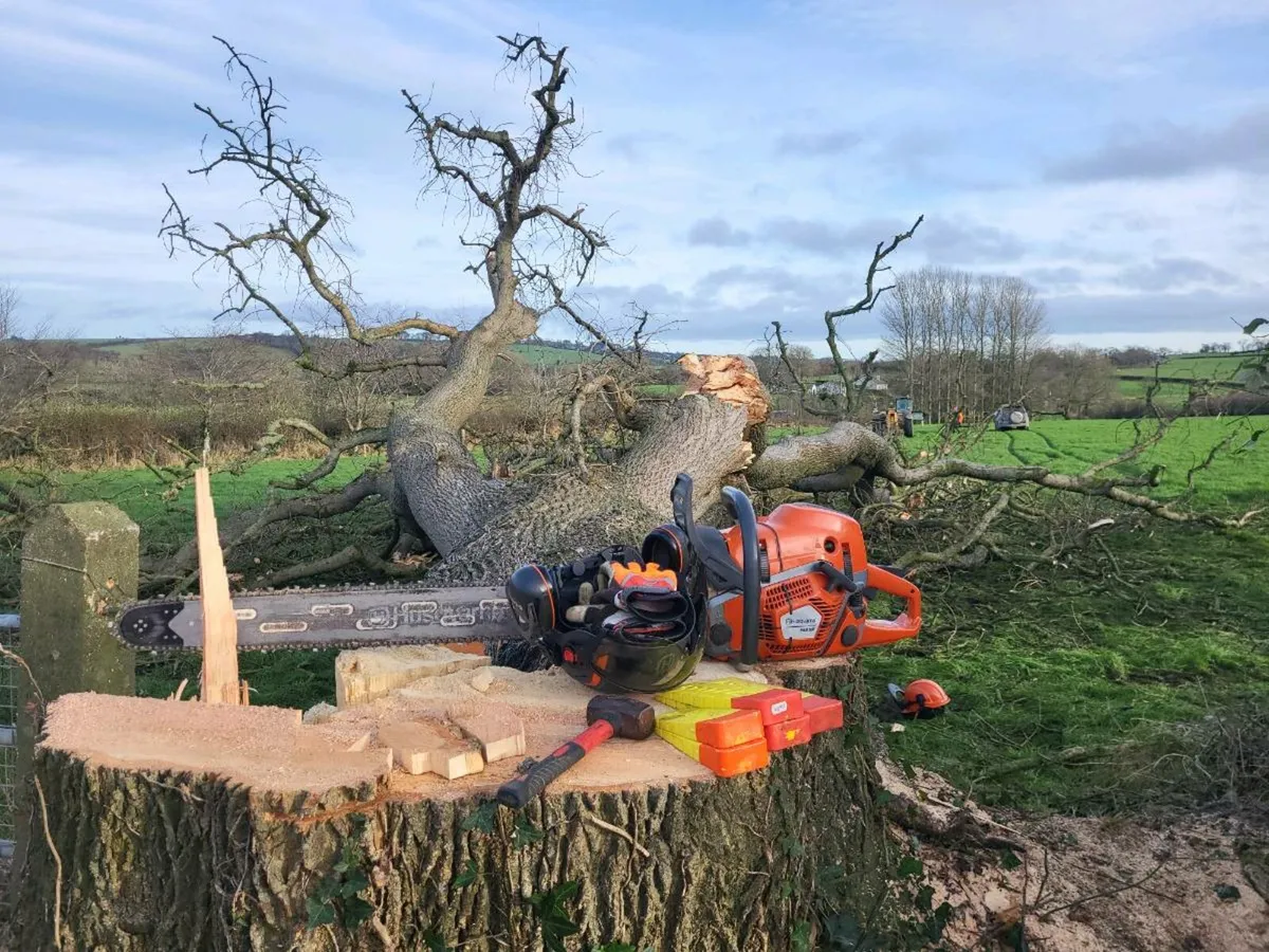 Tree Surgery/Hedge Cutting/Garden Maintenance - Image 1