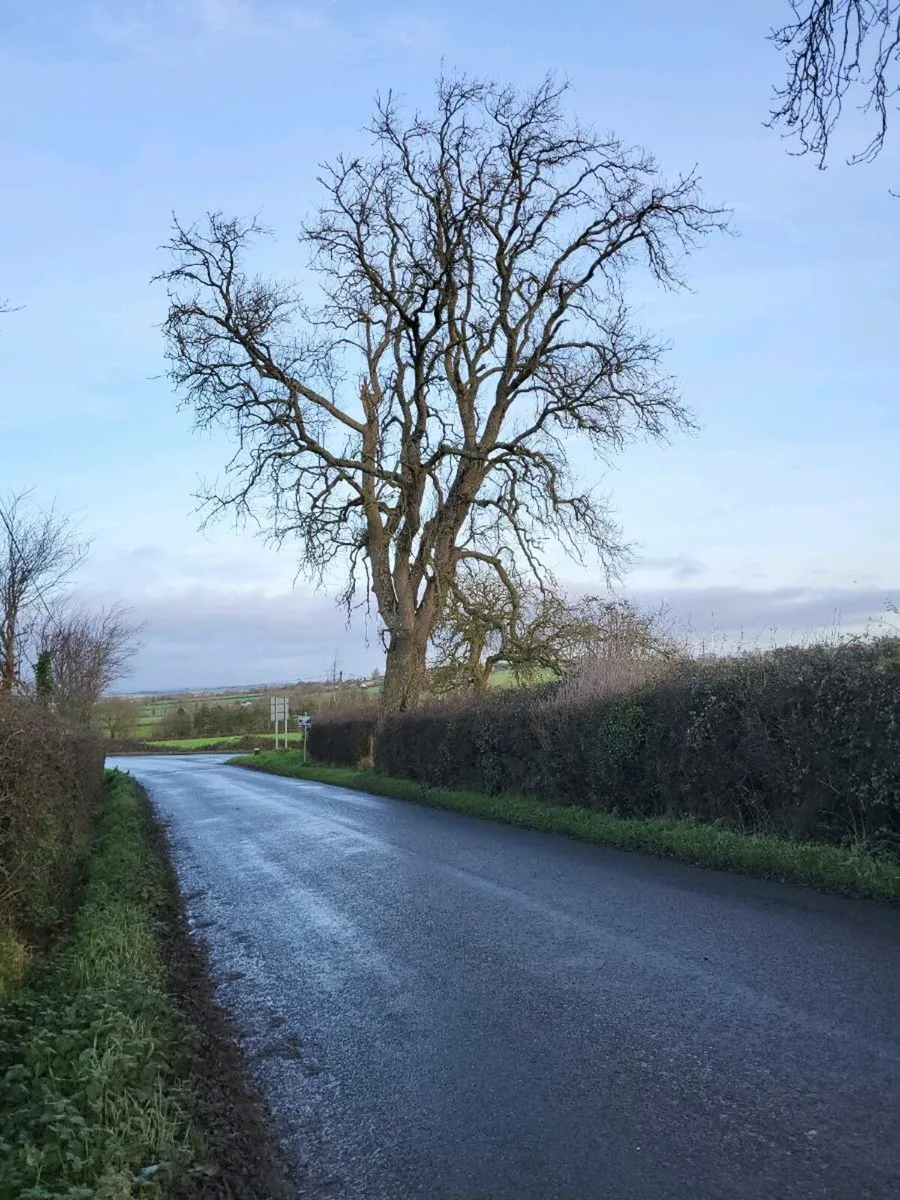 Tree Surgery/Hedge Cutting/Garden Maintenance - Image 2