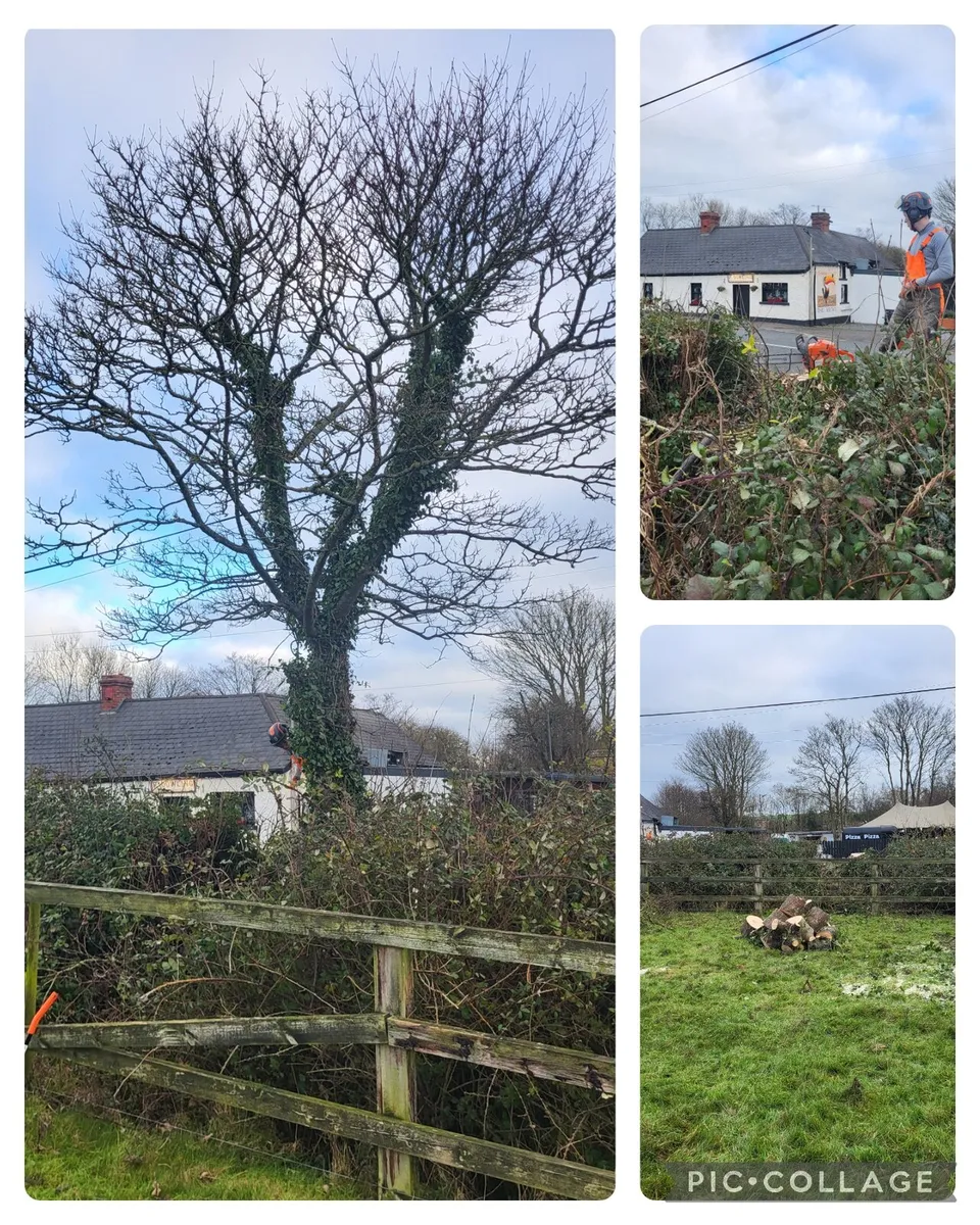 Tree Surgery/Hedge Cutting/Garden Maintenance - Image 3