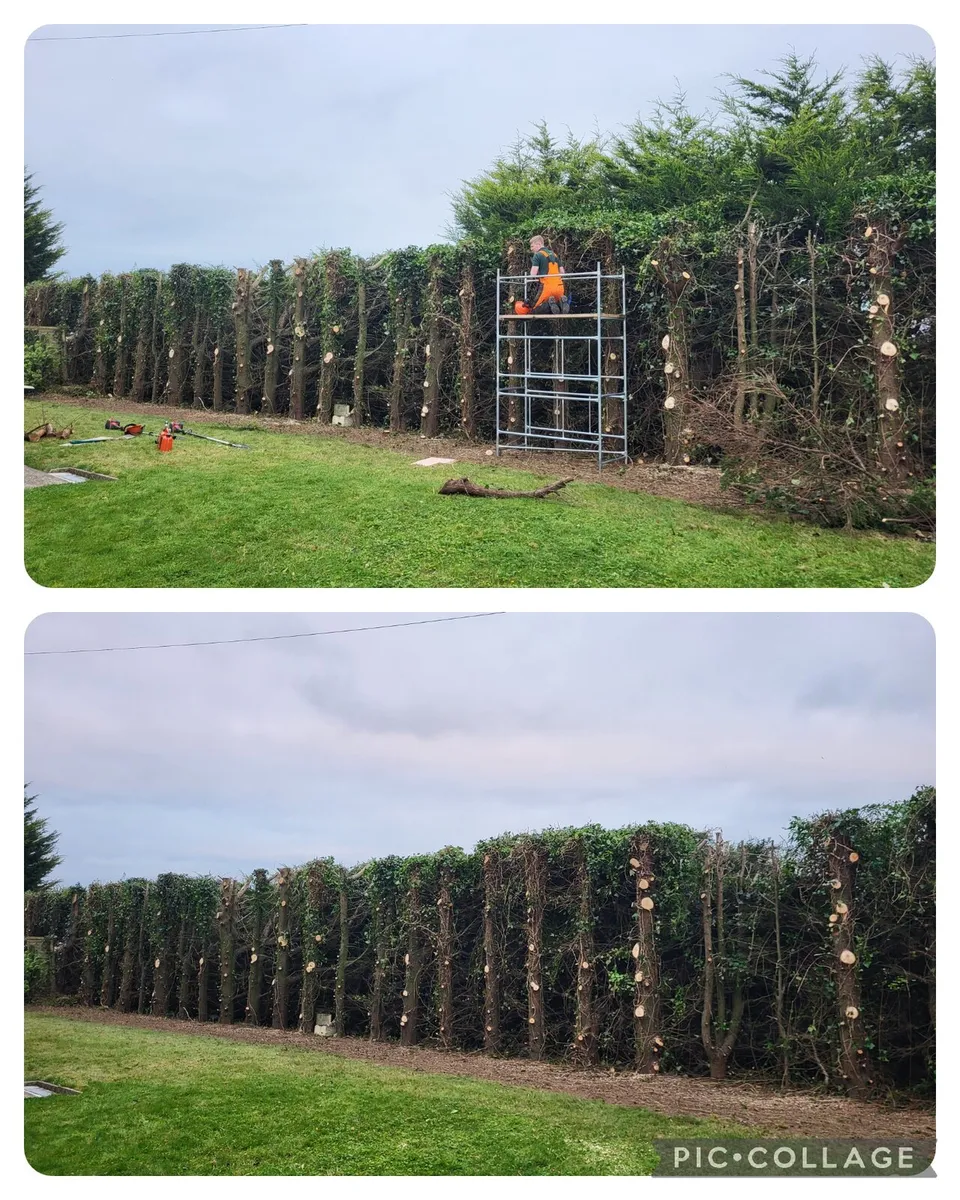 Tree Surgery/Hedge Cutting/Garden Maintenance - Image 4