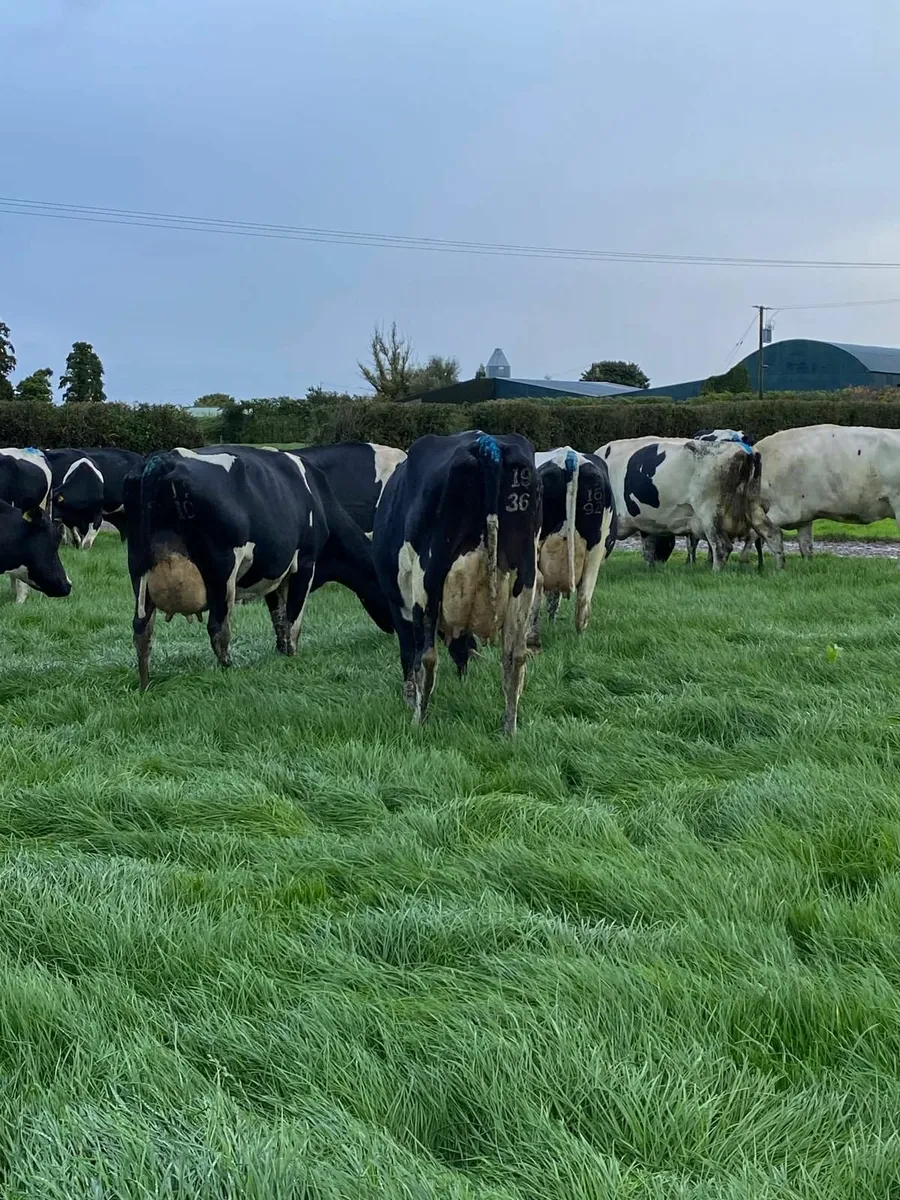 Freshly calved cows - Image 1
