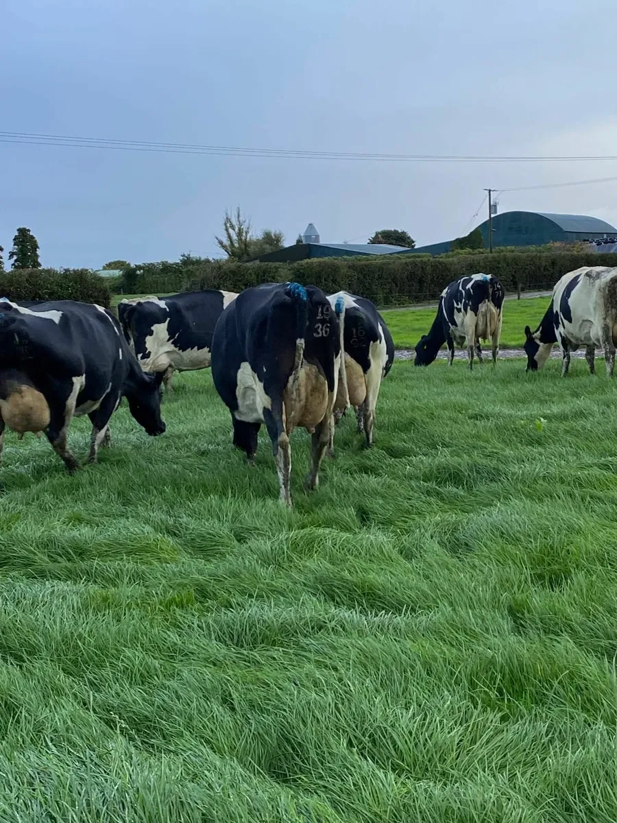 Freshly calved cows - Image 2