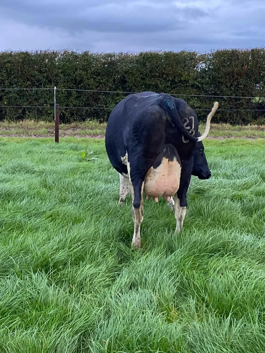 Freshly calved cows - Image 3