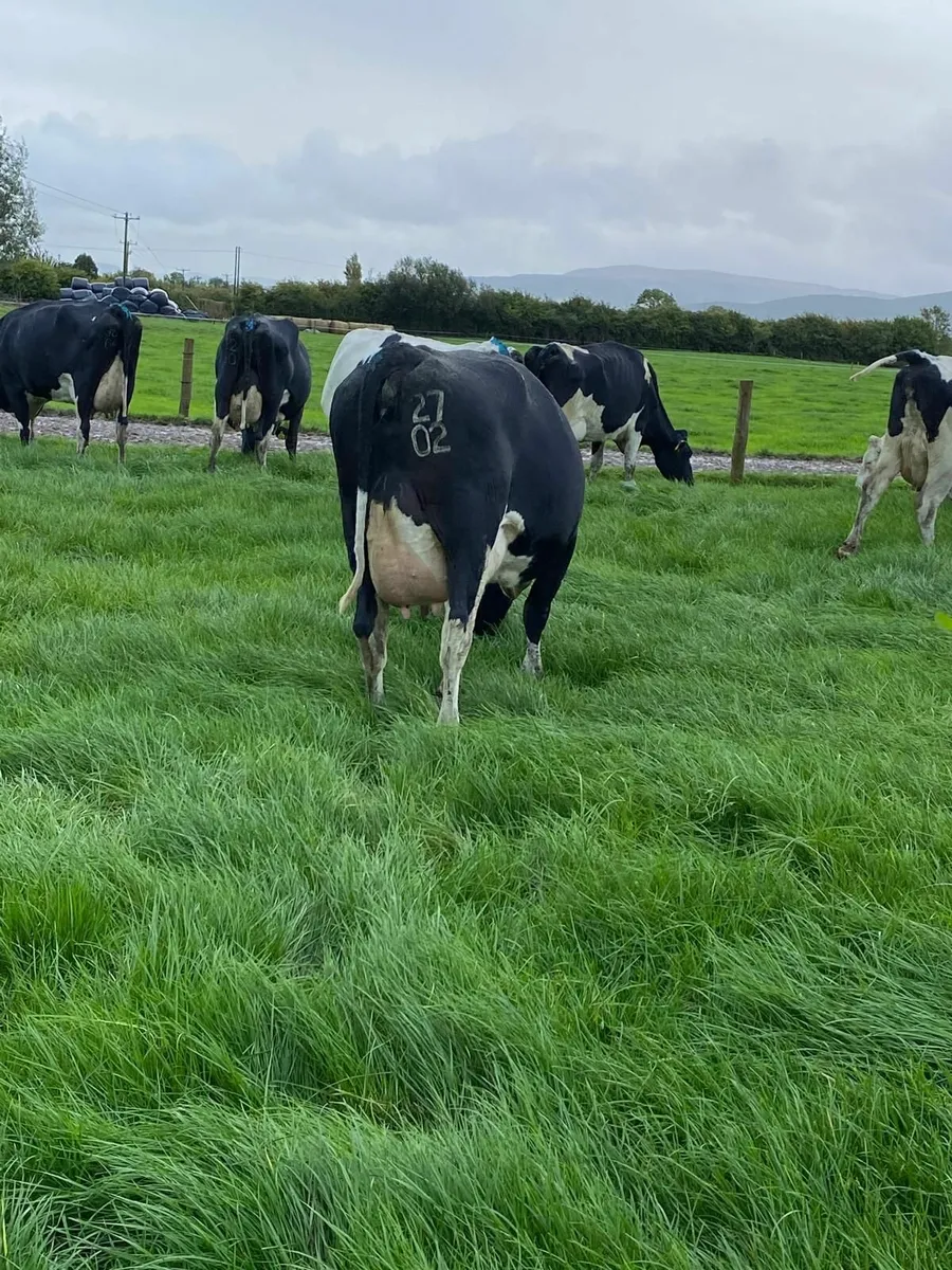 Freshly calved cows - Image 4