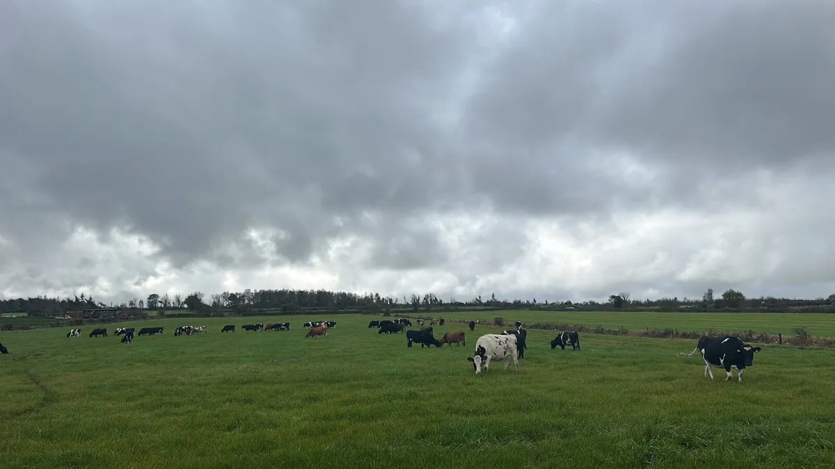 Bulling heifers