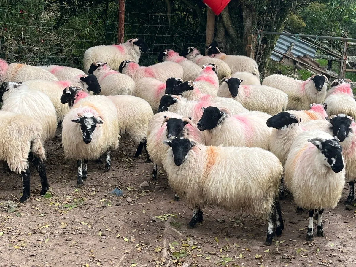 Sheep - Image 1