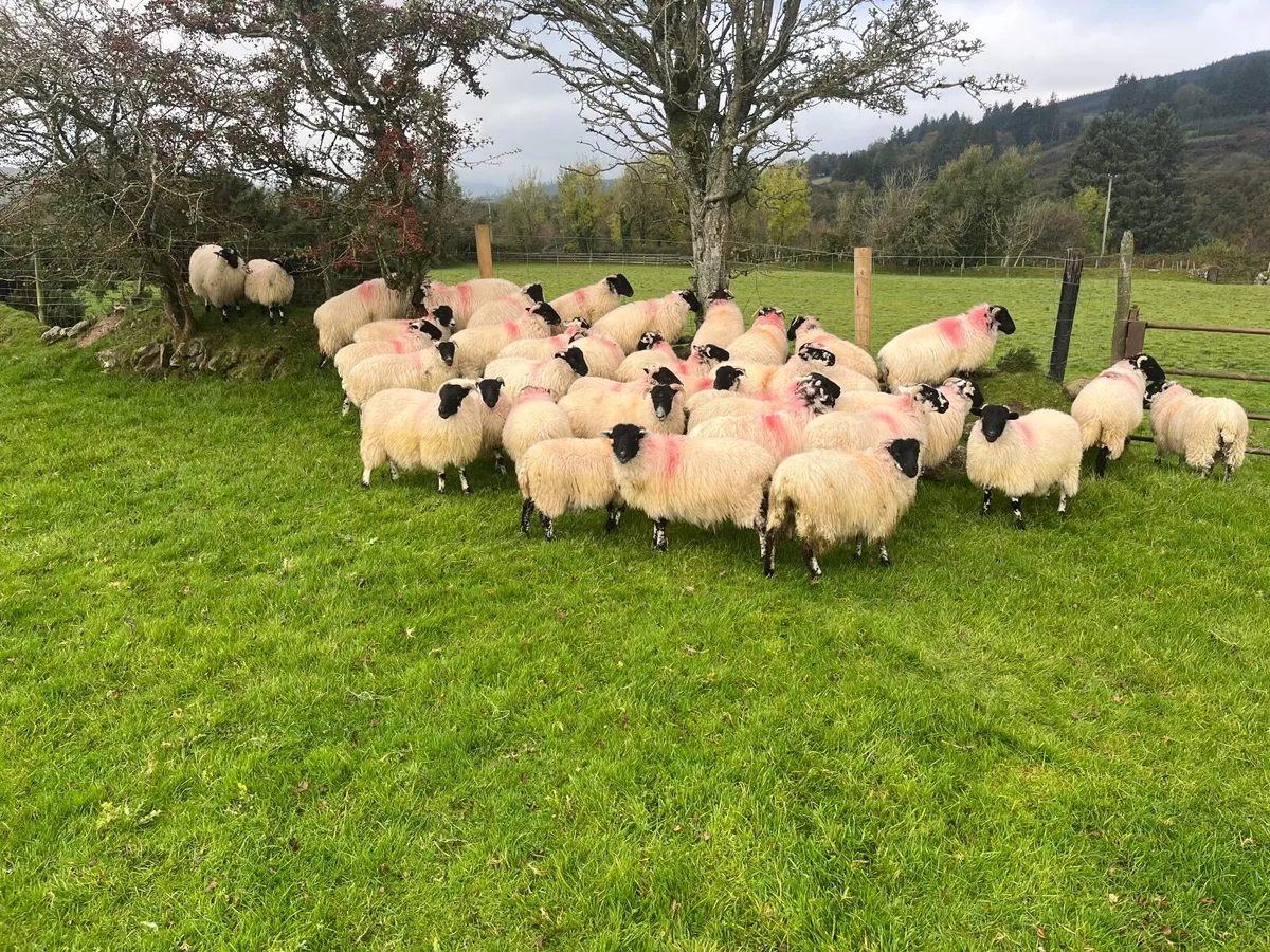 Sheep - Image 2