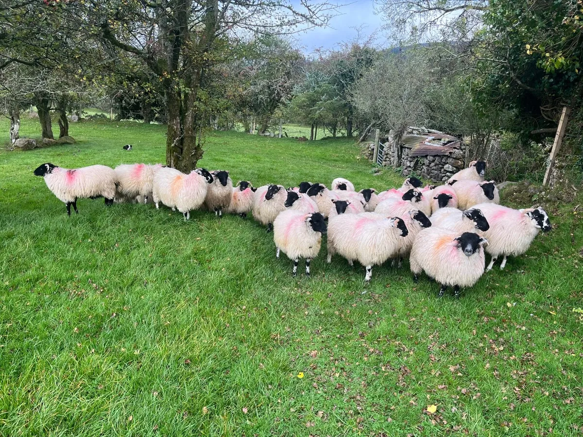 Sheep - Image 3