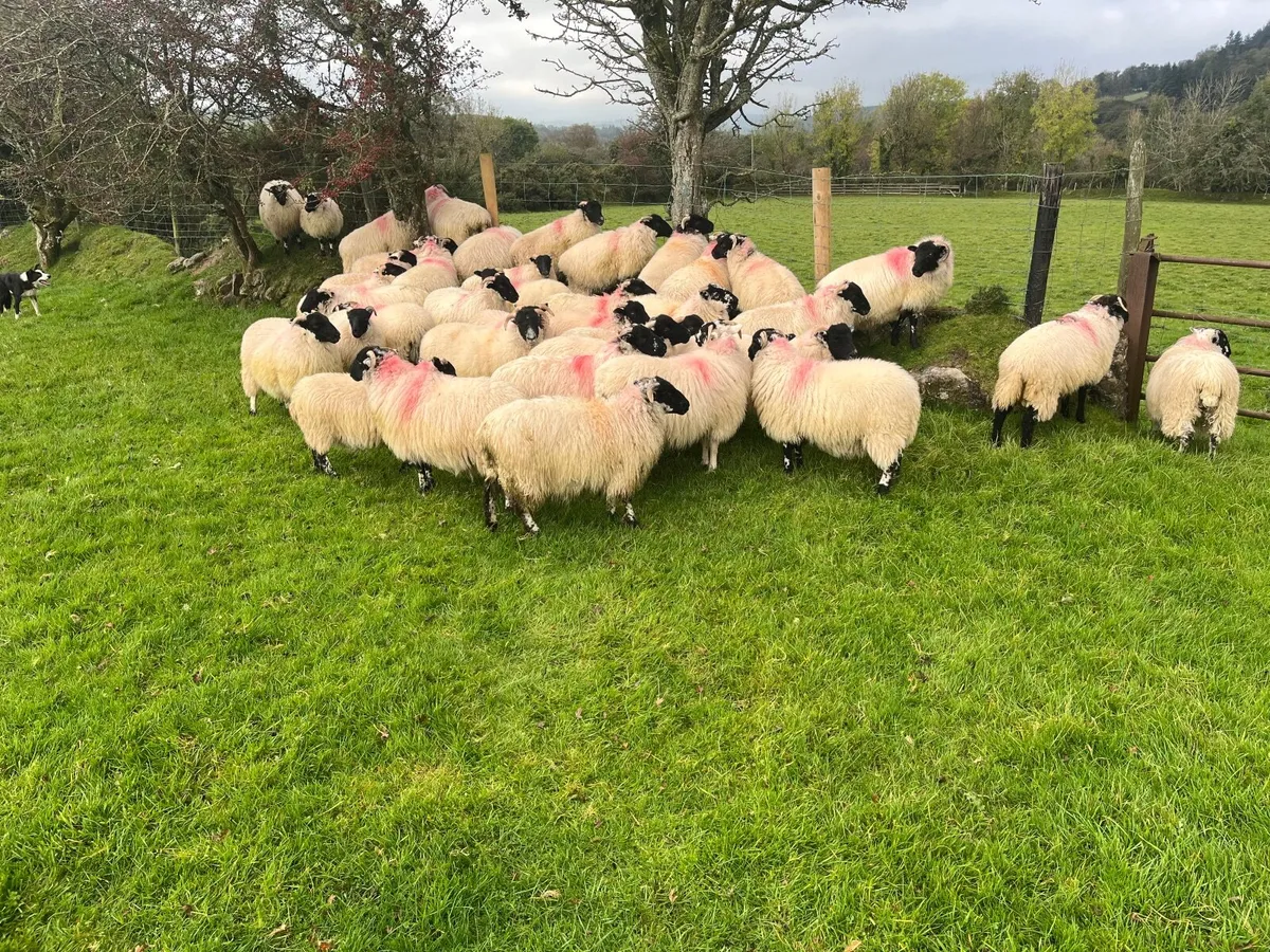 Sheep - Image 4